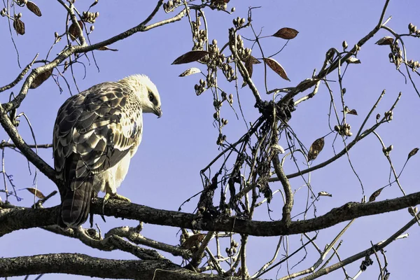 Jeune Aigle Fauve Aigle Crête Nisaetus Cirrhatus Dans Parc National — Photo