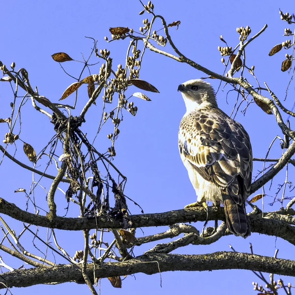 Junger Wechselhafter Falkenadler Oder Schopffalkenadler Nisaetus Cirrhatus Jim Corbett Nationalpark — Stockfoto