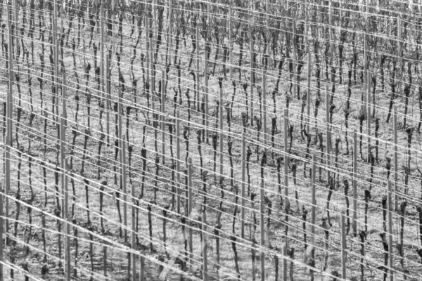 光沢のあるワイヤロープフレーム充填と霜のブドウ畑の行背景モノクロ — ストック写真
