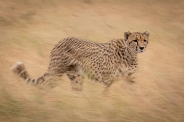 Cheetah Cat Wild Animal — Stock Photo, Image