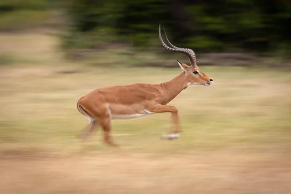 Panela Lenta Impala Macho Galopando Passado — Fotografia de Stock