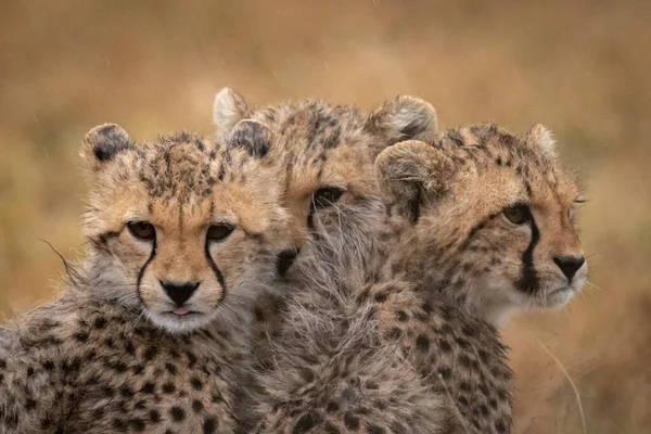 Cheetah Gato Animal Selvagem — Fotografia de Stock