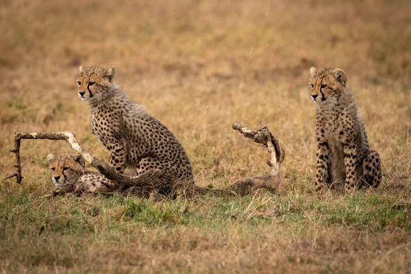 Gepardkatt Vilda Djur — Stockfoto