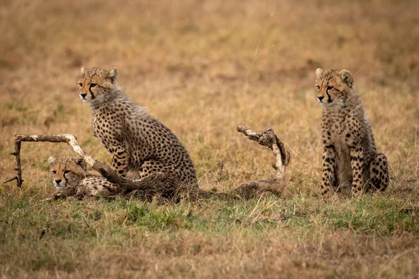 Cheetah Gato Animal Selvagem — Fotografia de Stock