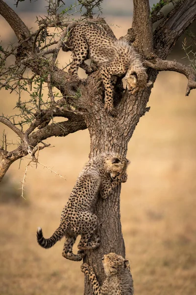 Tres Cachorros Guepardo Trepan Árbol Savannah —  Fotos de Stock