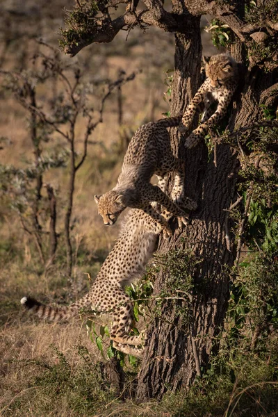 三只猎豹幼崽爬上树干 — 图库照片