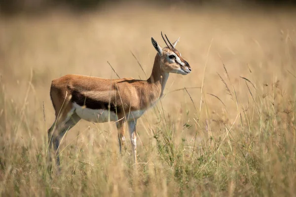 在自然界中被钩住的动物 Savannah Gazelle — 图库照片