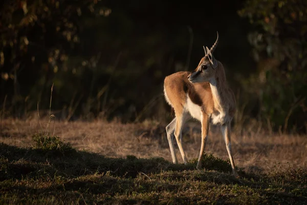 Копытное Животное Природе Savannah Gazelle — стоковое фото