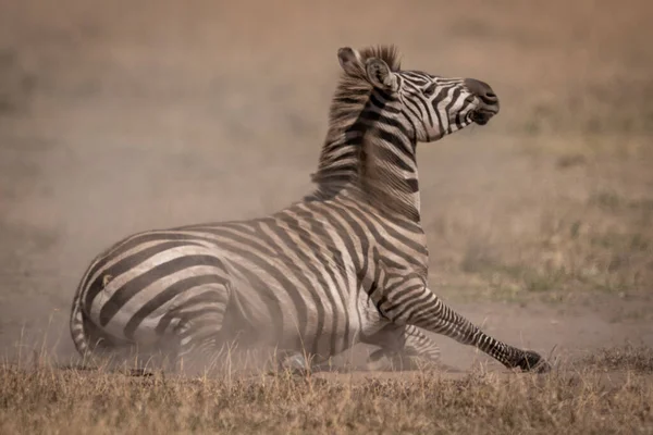 Plains Zebra Culcat Pajiști Praf — Fotografie, imagine de stoc
