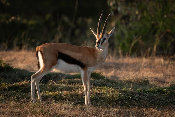 在自然界中被钩住的动物 Savannah Gazelle — 图库照片