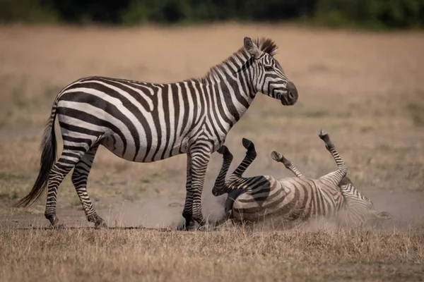 Plains Zebra Rulare Praf Mama — Fotografie, imagine de stoc