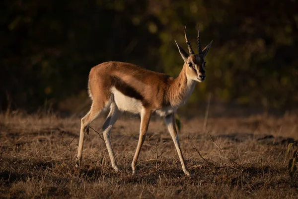 在自然界中被钩住的动物 Savannah Gazelle — 图库照片