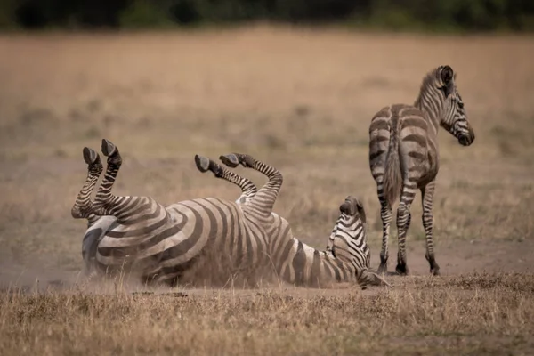 Zebra Planícies Rolando Grama Por Potro — Fotografia de Stock