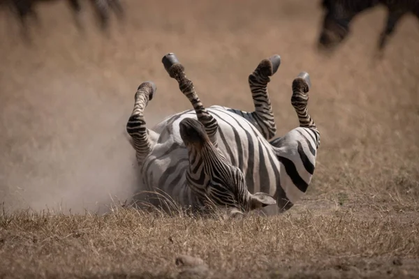 Plains Zebra Rulare Înapoi Savana — Fotografie, imagine de stoc