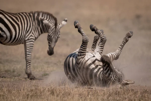 Plains Zebra Wälzt Sich Neben Mutter Staub — Stockfoto