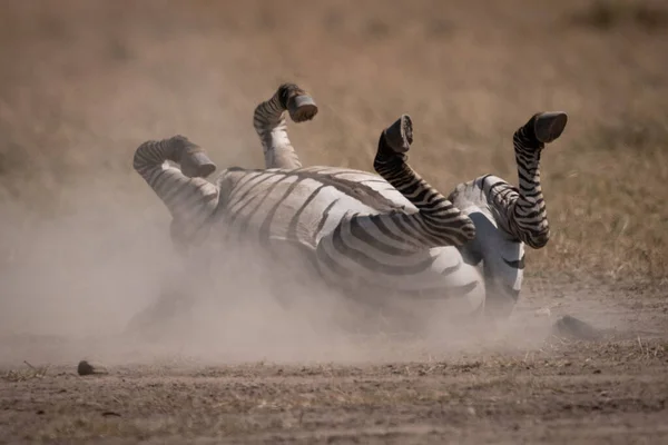 Plains Zebra Rollt Staub Auf Savanne — Stockfoto