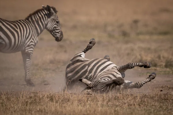 Pianure Zebra Rotola Sul Retro Accanto Alla Madre — Foto Stock