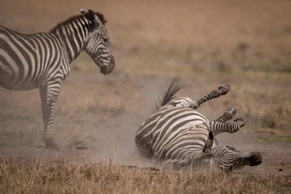 Plains Zebra Rollt Mutter Auf Den Rücken — Stockfoto
