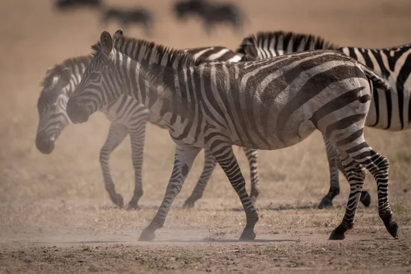 Zebra Diğerlerinin Yanında Tozun Içinde Yürüyor — Stok fotoğraf