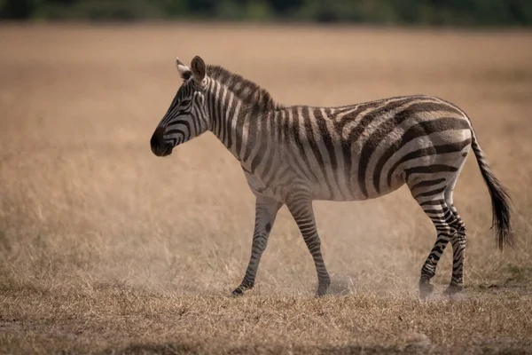 Plains Zebra Walks Grass Savannah — Stock Photo, Image