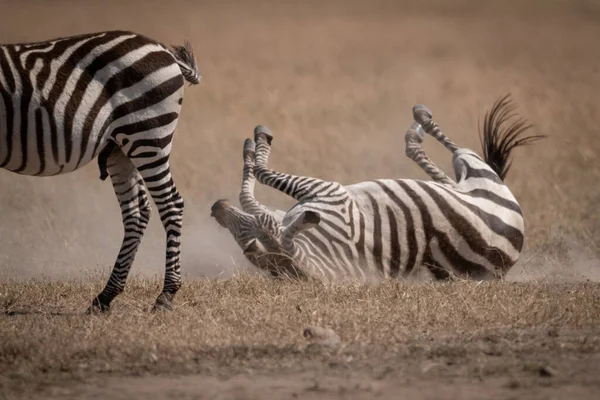 Plains Zebra Rolls Grass Another — Stock Photo, Image