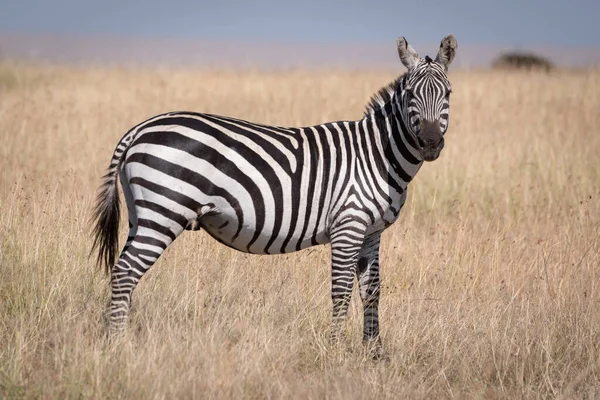 Plains Zebra Stojící Trávě Slunci — Stock fotografie