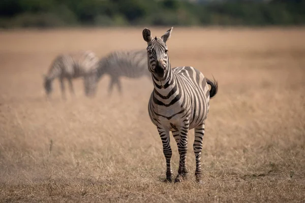 Plains Zebra Staan Savanne Buurt Van Anderen — Stockfoto
