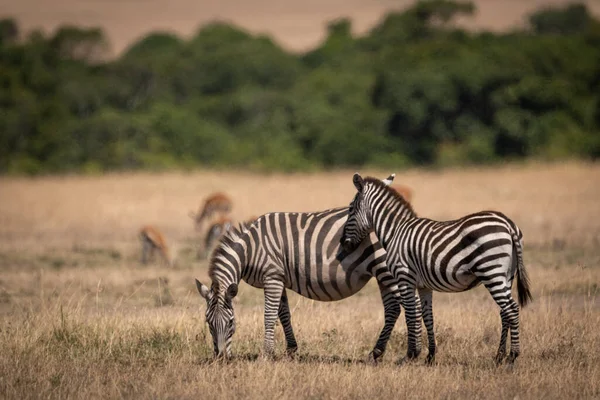 Zebra Planícies Fica Lado Mãe Perto Gazelas — Fotografia de Stock