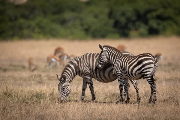 Plains Zebra Står Vid Mor Nära Gaseller — Stockfoto