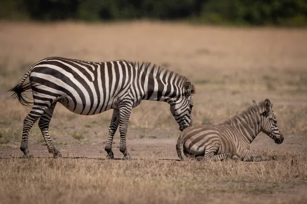 Zebra Planícies Fica Nuzzling Potro — Fotografia de Stock