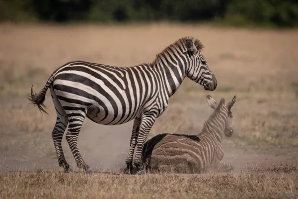 Plains Zebra Stands Foal Dust — Stock Photo, Image
