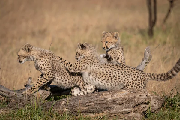 Ghepardo Gatto Animale Selvatico — Foto Stock