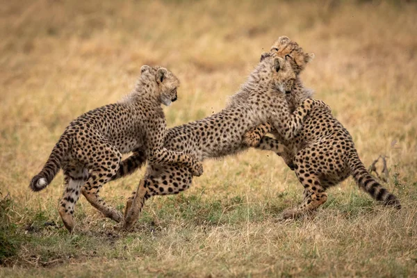 Chat Guépard Animal Sauvage — Photo