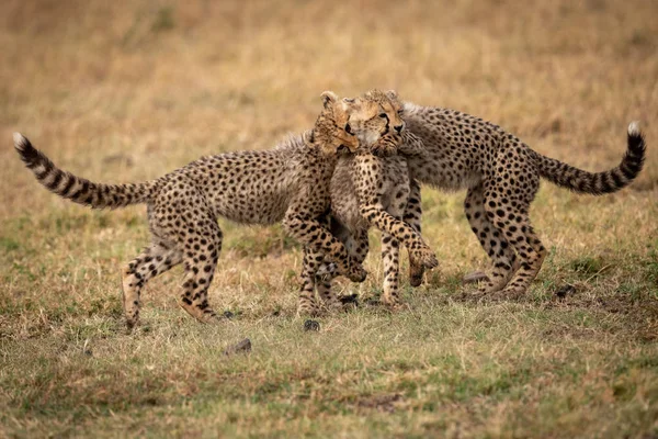 Ghepardo Gatto Animale Selvatico — Foto Stock