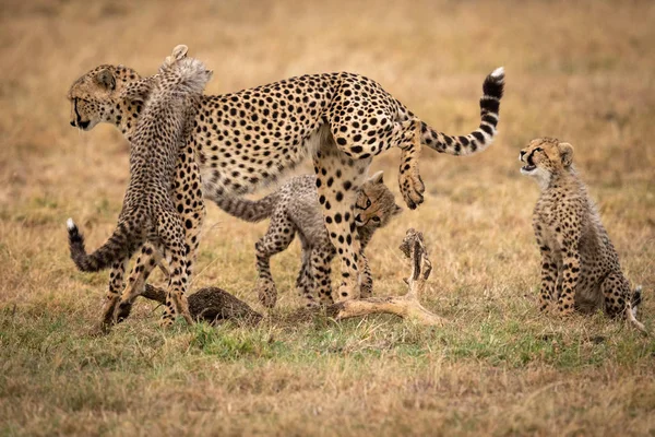 Jachtluipaard Kat Wild Dier — Stockfoto