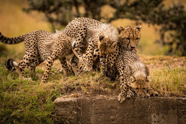 猎豹猫 野生动物 — 图库照片