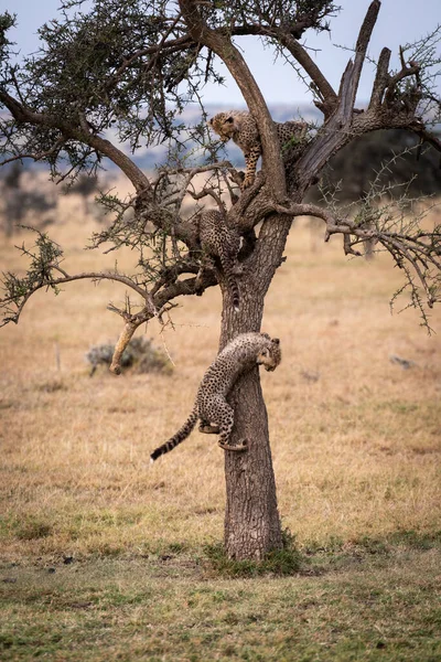 Три Гепардів Грають Колючому Дереві — стокове фото