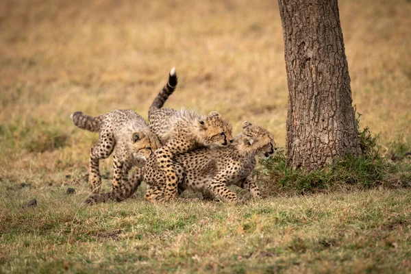 Tre Cuccioli Ghepardo Giocano Combattendo Sull Albero — Foto Stock