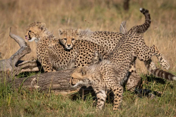Gepardí Kočka Divoké Zvíře — Stock fotografie