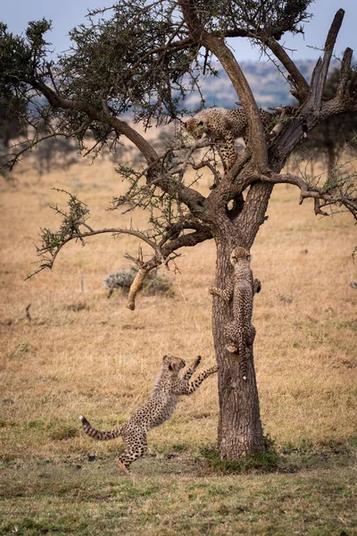 Dikenli Ağaçta Oynayan Çita Yavrusu — Stok fotoğraf