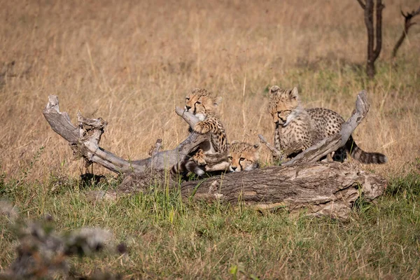 Çita Yavrusu Ölü Kütükle Oynuyor — Stok fotoğraf