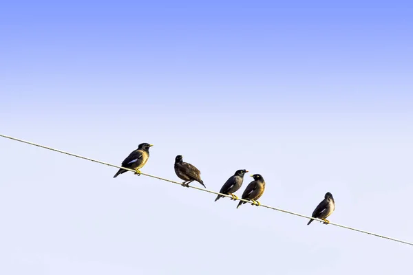 Myna Común Myna Indio Acridotheres Tristis Veces Deletreado Mynah Nueva — Foto de Stock