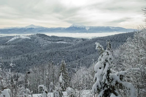 Piękne Karpaty Zimą Temat Sportów Górskich Narciarstwo Bukowel Karpaty Ukraina — Zdjęcie stockowe