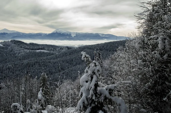Piękny Sosnowy Las Górski Karpat Temat Sportów Górskich Narciarstwo Bukowel — Zdjęcie stockowe
