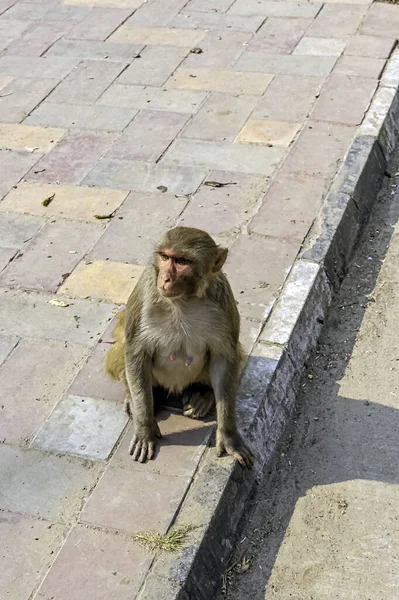 Streat Von Neu Delhi Mit Wilden Affen — Stockfoto