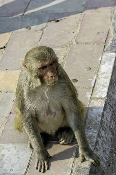 Streat Von Neu Delhi Mit Wilden Affen — Stockfoto