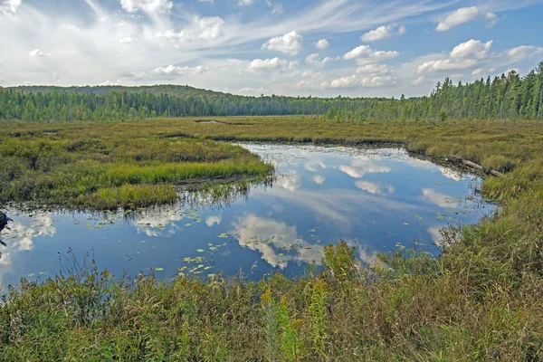 Reflexões Sobre Uma Lagoa Wetland Trilha Spruce Bog Parque Provincial — Fotografia de Stock