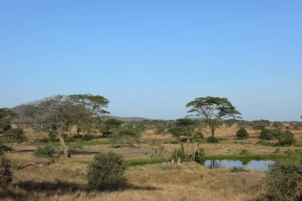 Σαβάννα Του Serengeti Στην Τανζανία — Φωτογραφία Αρχείου