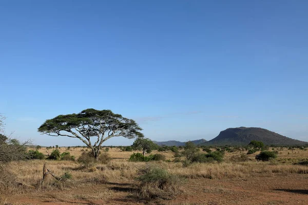 Savannah Serengeti Tanzanii — Zdjęcie stockowe