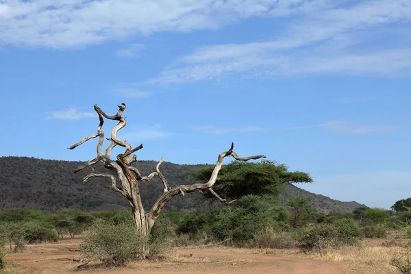 坦桑尼亚塞伦盖蒂的萨瓦娜 — 图库照片